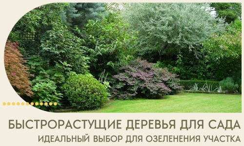 Быстрорастущие деревья для сада идеальный выбор в Азове