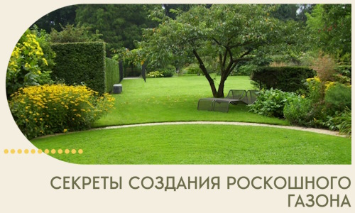 Секреты создания роскошного газона в Азове